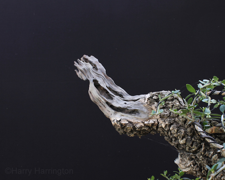 olive bonsai deadwood